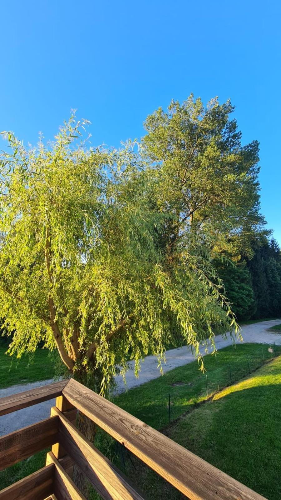 Sous Le Saule *
