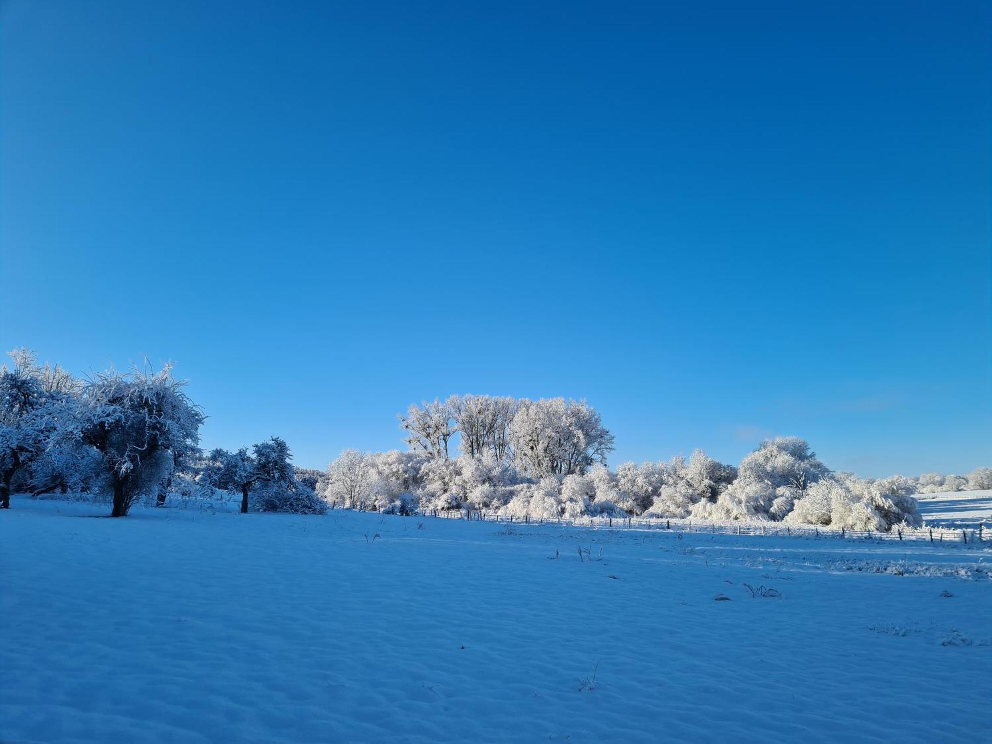 Sous Le Saule